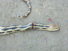 Pituophis lineaticollis