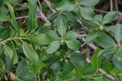 Ficus burtt-davyi
