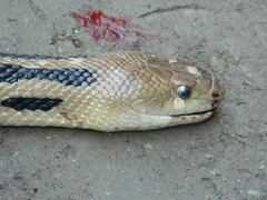 Pituophis lineaticollis