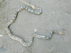 Pituophis lineaticollis