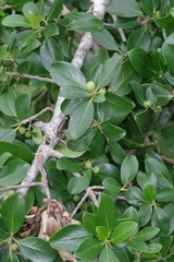 Ficus burtt-davyi