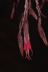 Onoseris onoseroides