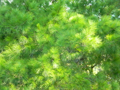 Pinus chiapensis