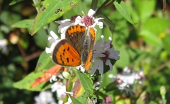 Lycaena phlaeas hypophlaeas