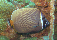 Chaetodon collare