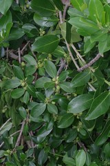 Ficus burtt-davyi