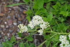 Microglossa mespilifolia