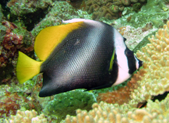 Heniochus singularius