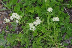 Microglossa mespilifolia