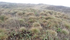 Deschampsia cespitosa holciformis