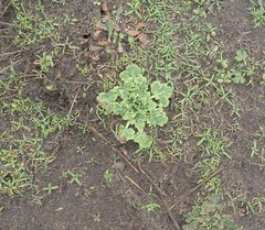 Sanicula arctopoides