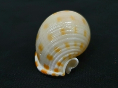 Semicassis bisulcata