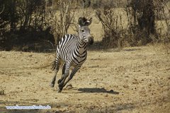 Equus quagga crawshayi