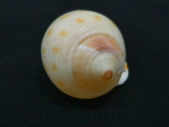 Semicassis bisulcata
