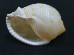 Semicassis bisulcata