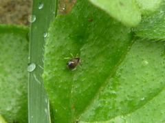 Aphididae