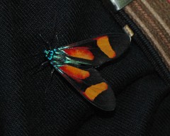 Cyanopepla submacula