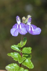 Salvia chazaroana