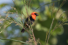 Euplectes hordeaceus