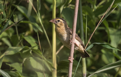 Euplectes hordeaceus