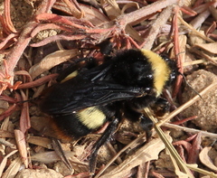 Bombus crotchii