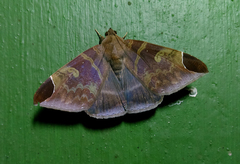 Pindara illibata