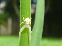 Thomisidae