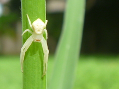 Thomisidae