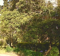 Senna viarum