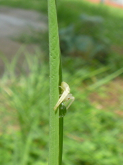 Thomisidae