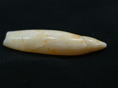 Terebellum terebellum