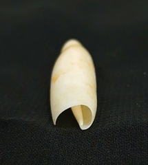 Terebellum terebellum