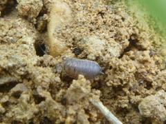 Isopoda