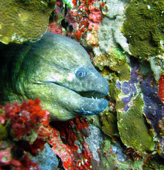Gymnothorax javanicus