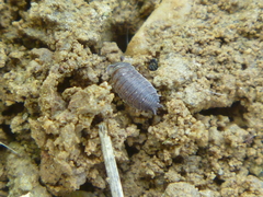Isopoda