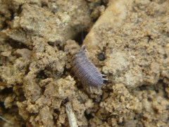 Isopoda