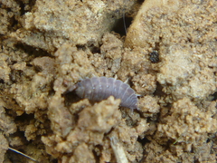 Isopoda