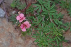 Indigofera punctata