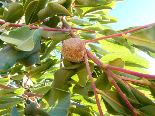 Giant African Mantis