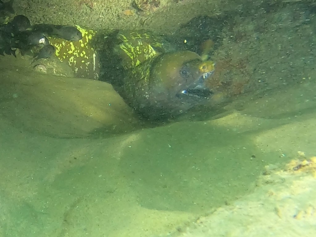 Dark moray (Gymnothorax afer) — Muraenidae
