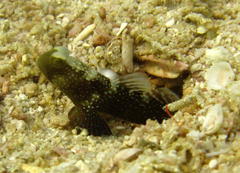 Cryptocentrus fasciatus