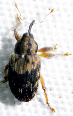 Lignyodes bischoffi