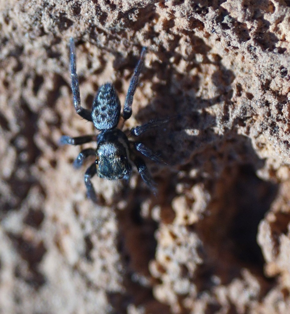 Saitis imitatus