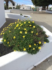 Argyranthemum maderense