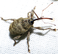 Curculio caryae