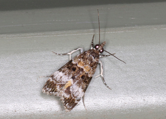 Eudonia protorthra