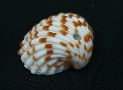 Cardites bicolor