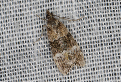 Eudonia protorthra