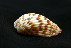 Cardites bicolor