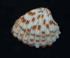 Cardites bicolor